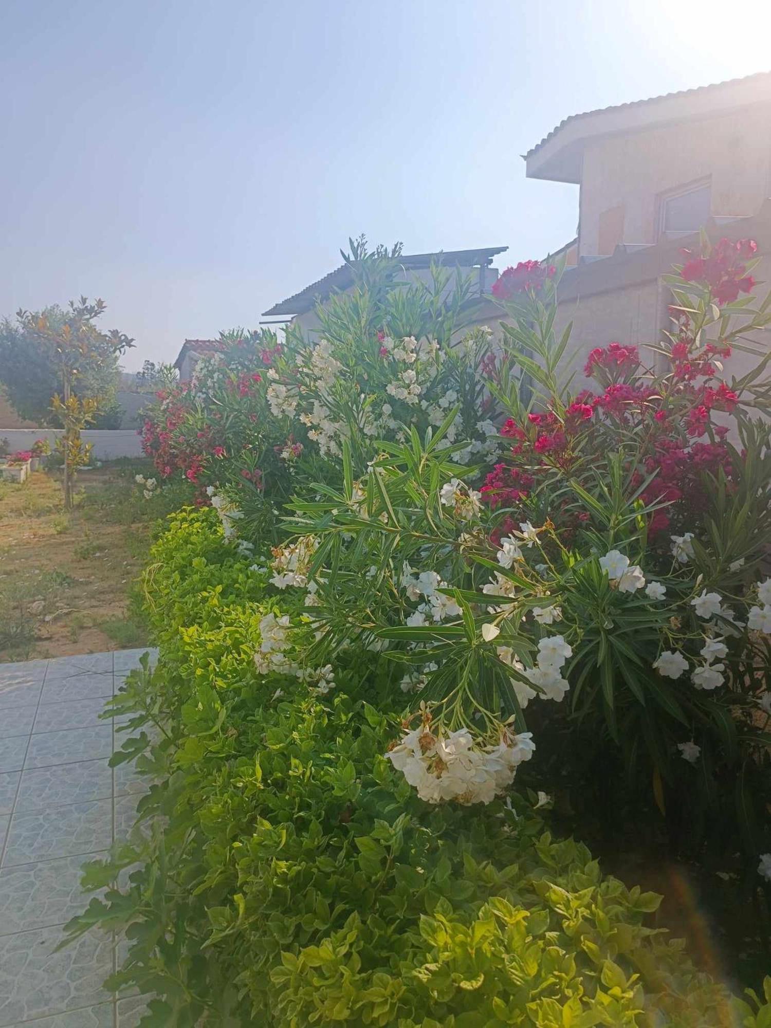 הוילה אנביסוס New Olivka House מראה חיצוני תמונה